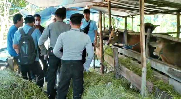 Pengecekan hewan ternak sapi oleh Anggota Ditsamapta Polda Kalteng di Palangka Raya, Kamis (7/7). (Polisi untuk PE)